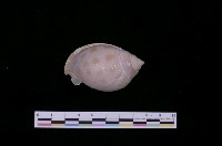 藏品(斑帶鬘螺)的圖片